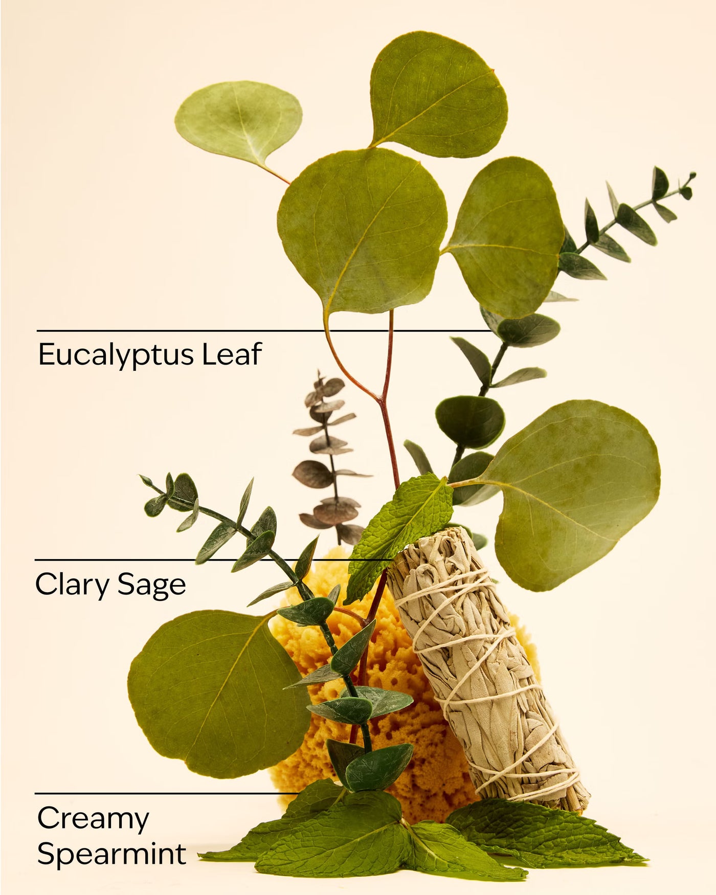 Eucalyptus Spearmint Wallflowers Refills 2-Pack