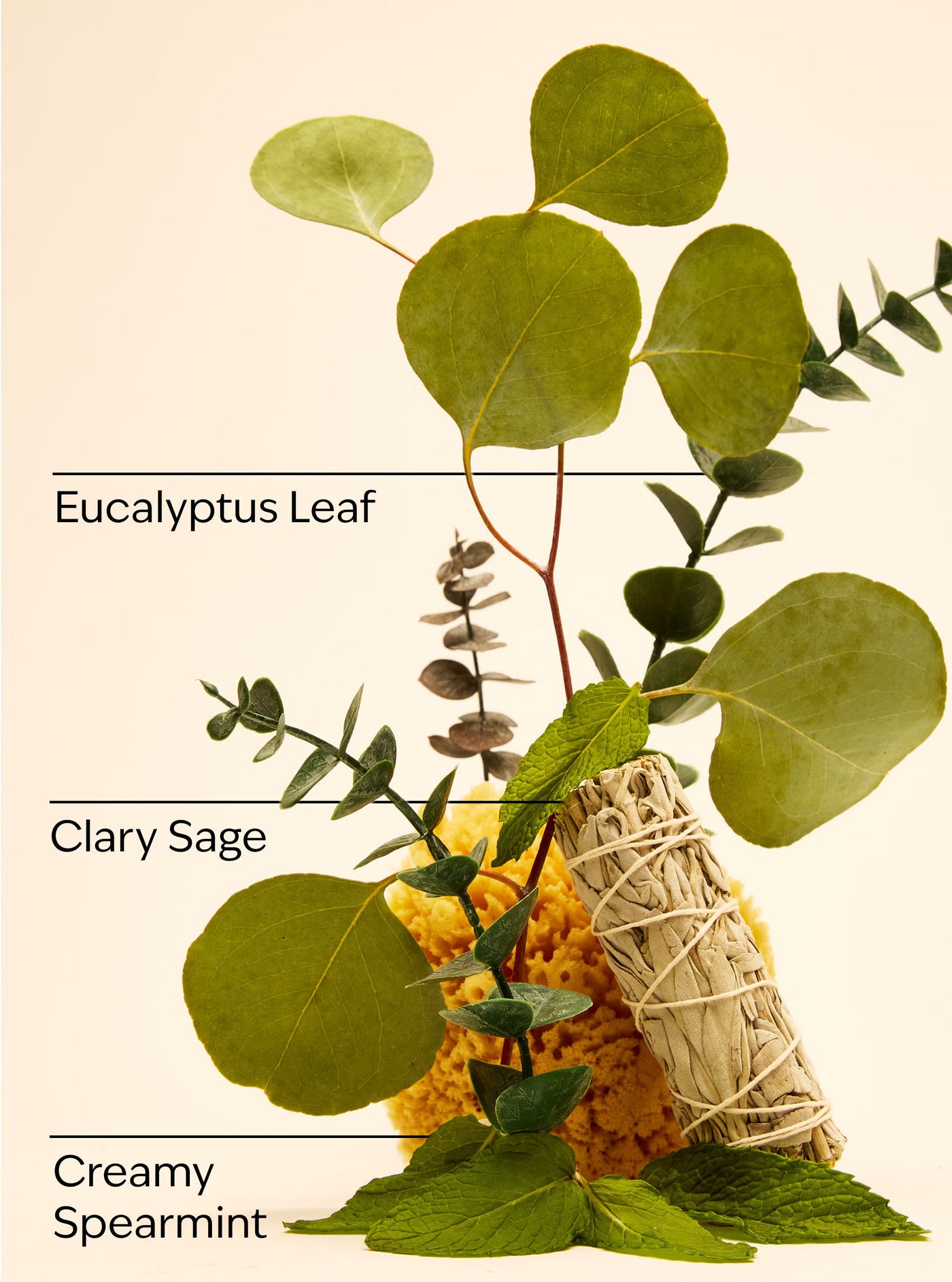 Eucalyptus Spearmint Gentle & Clean Foaming Hand Soap